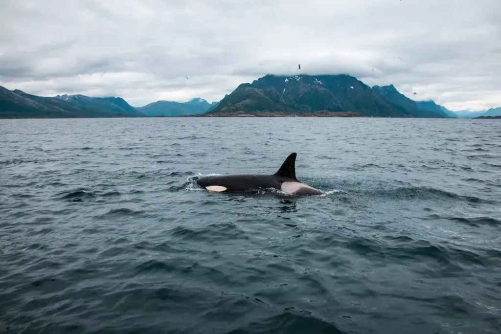 An orca swimming near the shore