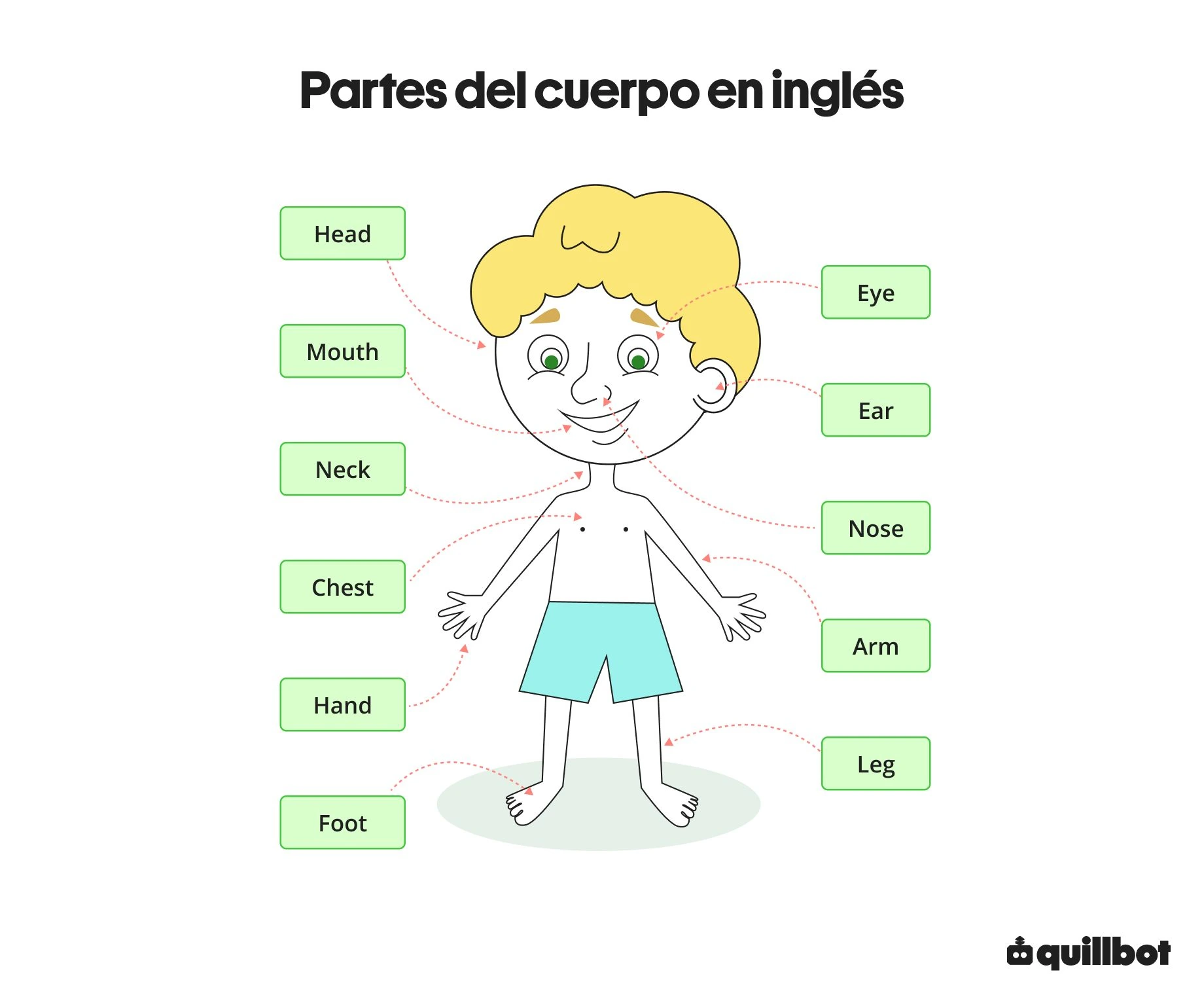 Cómo se dicen las partes del cuerpo en inglés